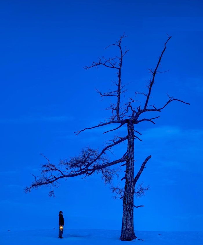 Lone tree and a lantern traveller at Sayram blue hour